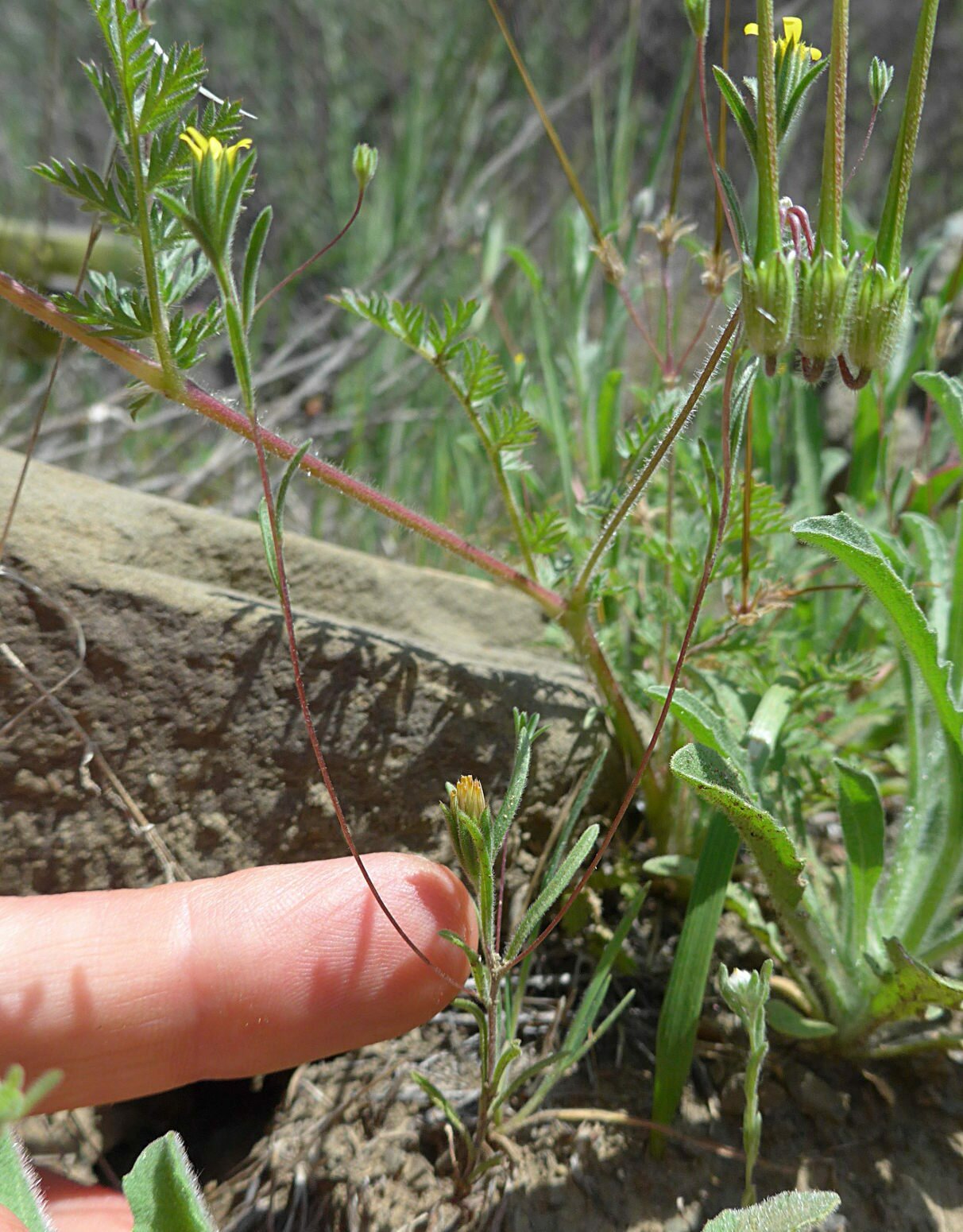 High Resolution Rigiopappus leptocladus Plant